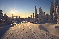 Snölandskap i skidspåret med solen över trädtopparna